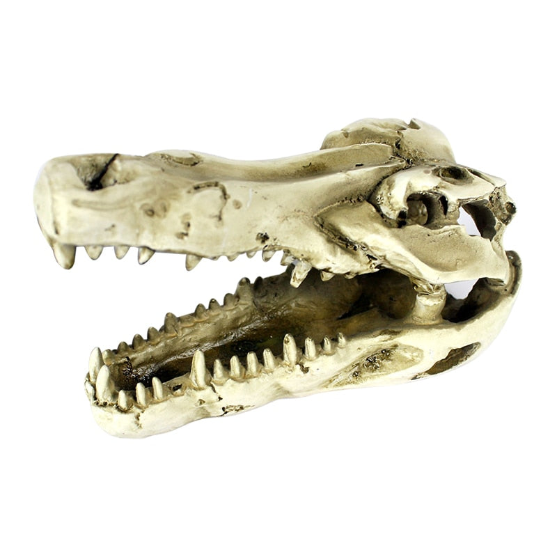 Crocodile Skull Skeleton Replica