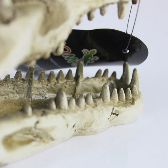 Crocodile Skull Skeleton Replica