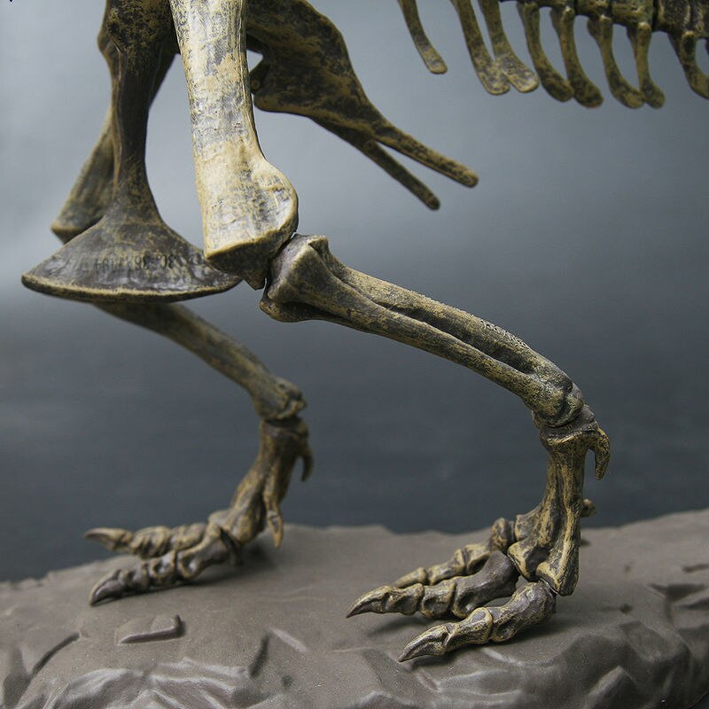 T-Rex Skull Fossil Replica