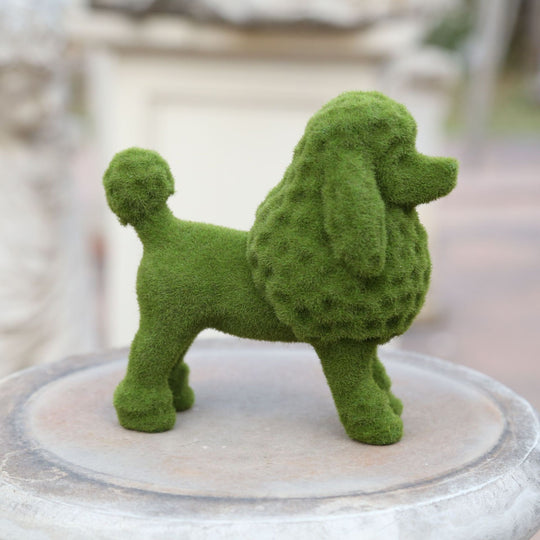 Courtyard Cute Grass Poodle