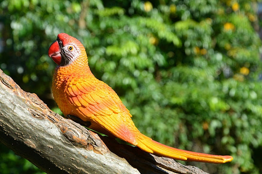 Parrot Statue Wall Decoration