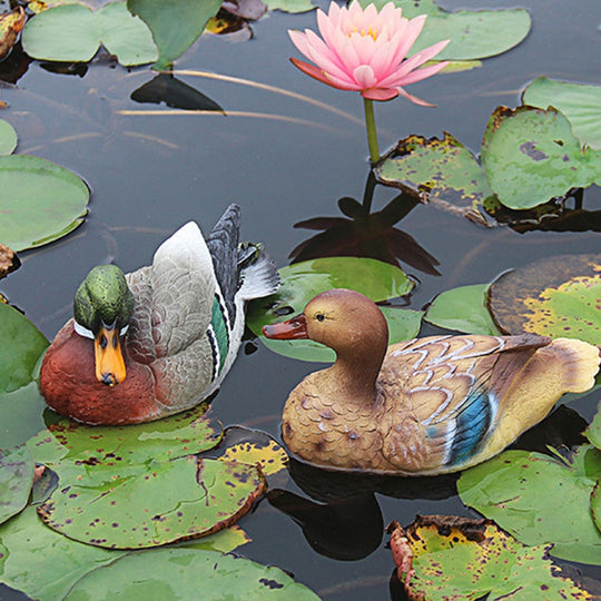 Floating Mandarin Duck