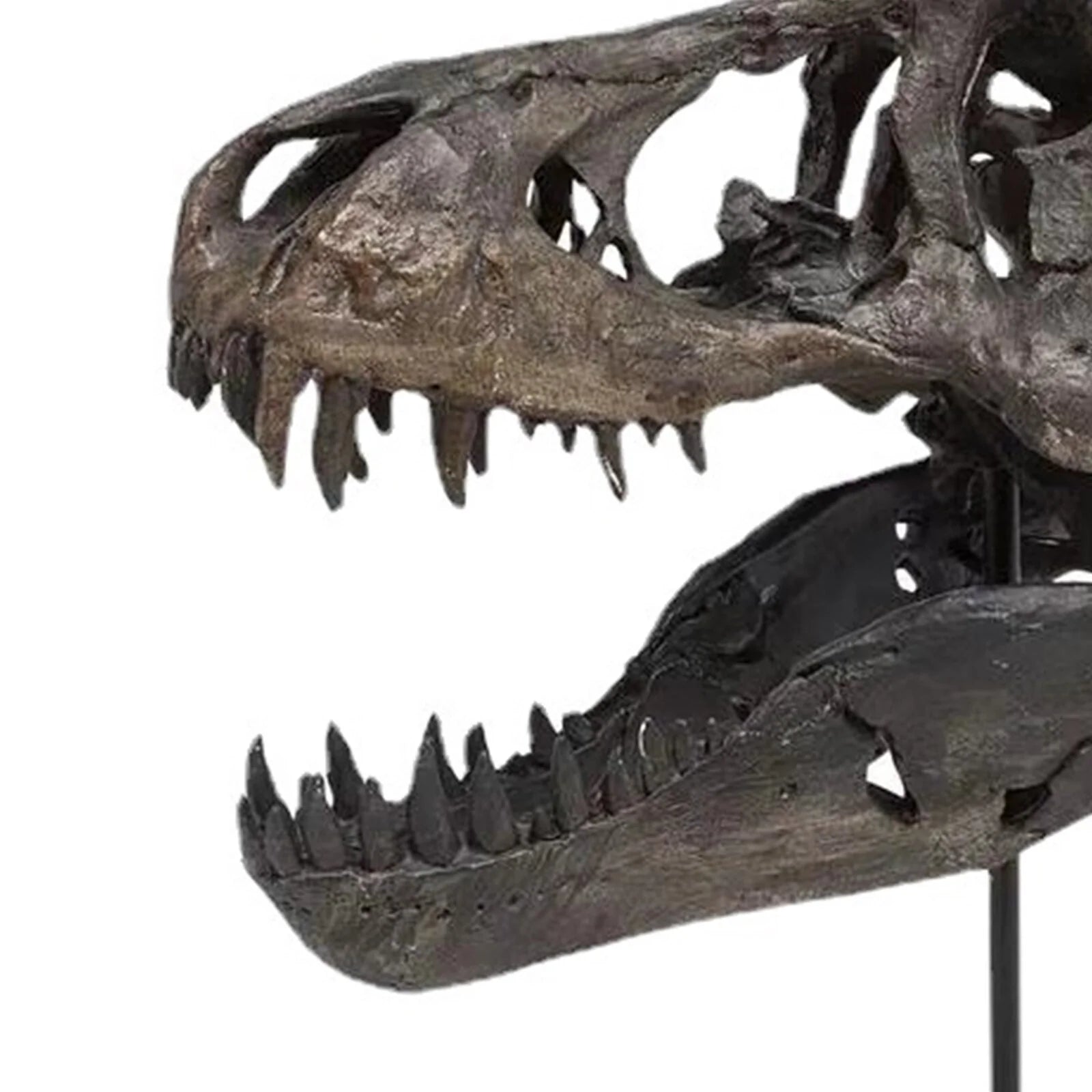 The T-Rex Skull Skeleton